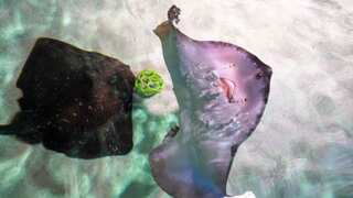 World Cup fever! Stingrays at London aquarium show stunning football skills - Watch