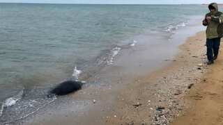 Around 2,500 seals found dead along Caspian Sea coast