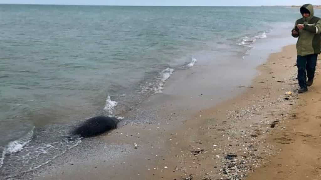 Around 2,500 seals found dead along Caspian Sea coast