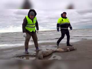 Around 2,500 dead seals found on the Caspian Sea Coast in Russia