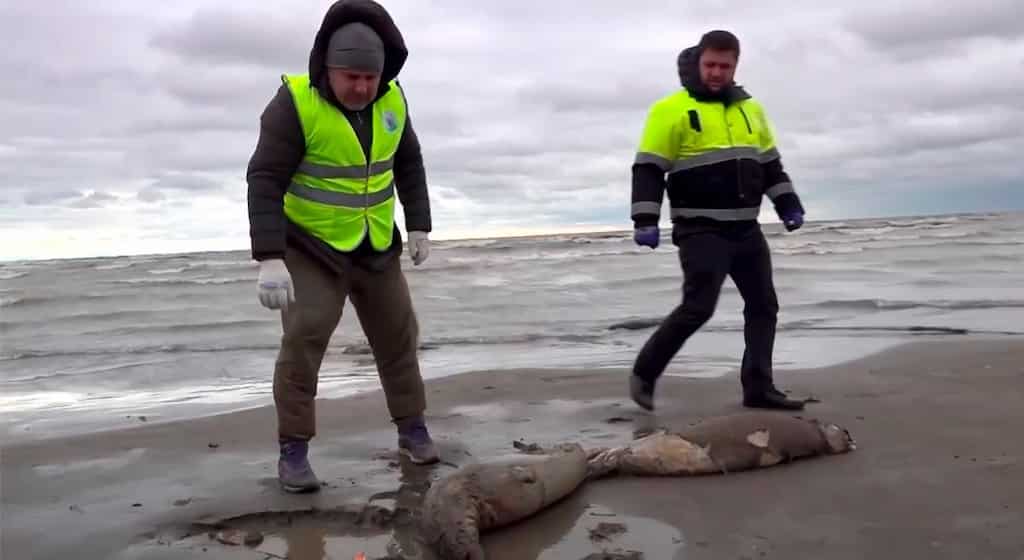 Around 2,500 dead seals found on the Caspian Sea Coast in Russia