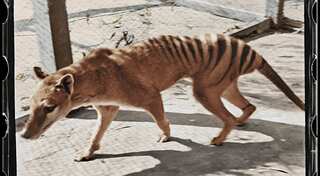 Remains of last known Tasmanian tiger discovered in a cupboard after 85 years