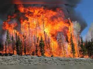 WION Climate Tracker | 'Stop burning trees': Scientists call for renewable energy sources