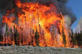 WION Climate Tracker | 'Stop burning trees': Scientists call for renewable energy sources