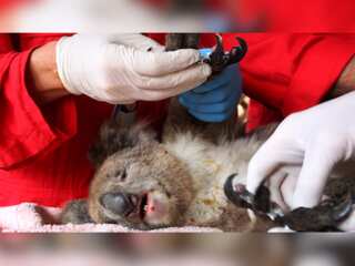 WION Climate Tracker | Vets train to treat wildlife injured by wildfires in Sydney