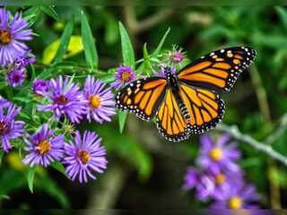 WION Climate Tracker | Monarch butterflies flutter in the Autumn sky