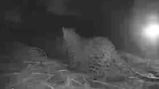 WATCH - Mum, I'm back ! Baby leopards reunited with mother in Maharashtra's Nashik