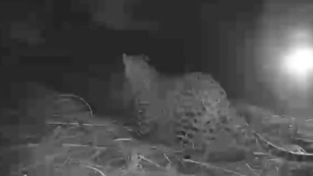 WATCH - Mum, I'm back ! Baby leopards reunited with mother in Maharashtra's Nashik