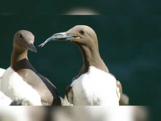WION Climate Tracker: Birds learning to adapt to climate change