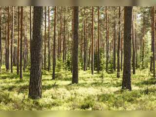 WION Climate Tracker: The tree killer bees of Finland