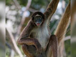 WION Climate Tracker: Venezuelan zoo welcomes new family member