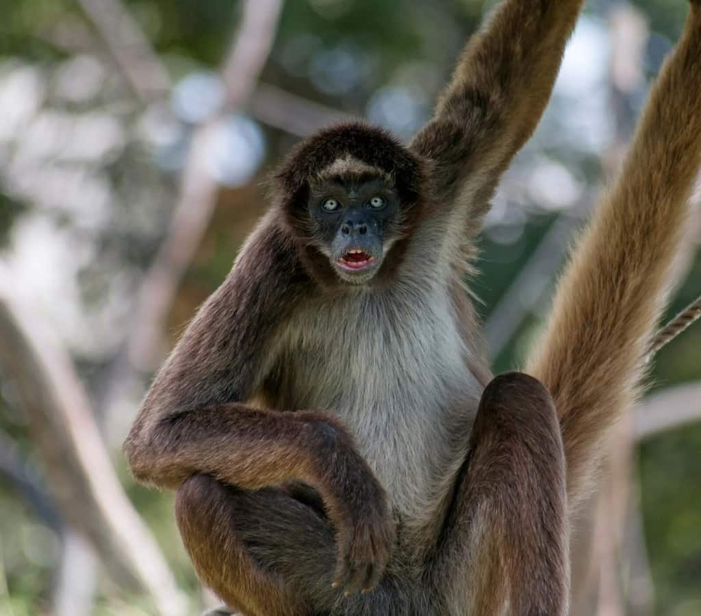 WION Climate Tracker: Venezuelan zoo welcomes new family member