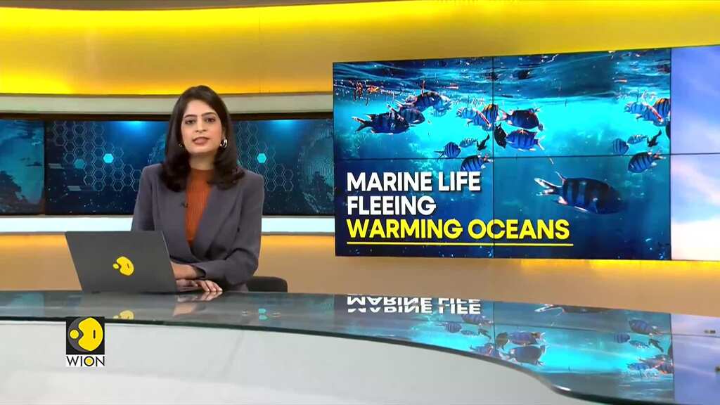 WION Climate Tracker: Marine life flee warming oceans; climate change heats planet's seas