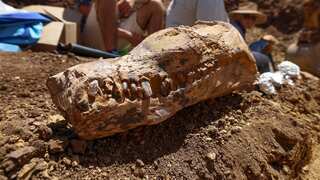 'Globally significant' remains of Elasmosaur dinosaur unearthed in Australia