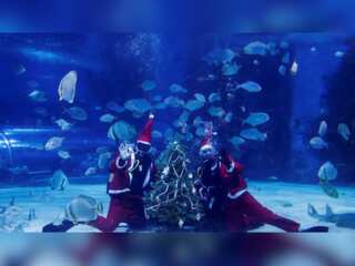 WION Climate Tracker: Divers dressed as Santa swim with sharks and exotic fish at Budapest aquarium