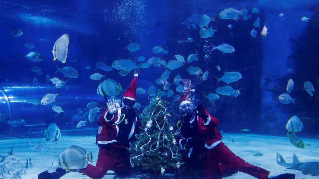 WION Climate Tracker: Divers dressed as Santa swim with sharks and exotic fish at Budapest aquarium