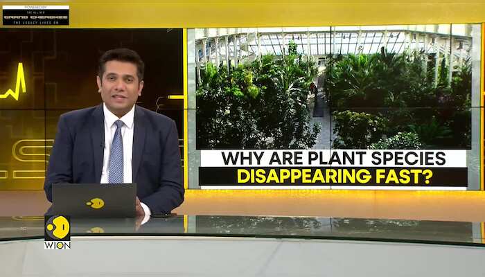 Why are plant species disappearing fast?