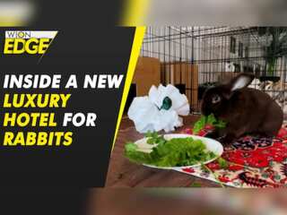Have a look inside Chicago's first luxury bunny hotel