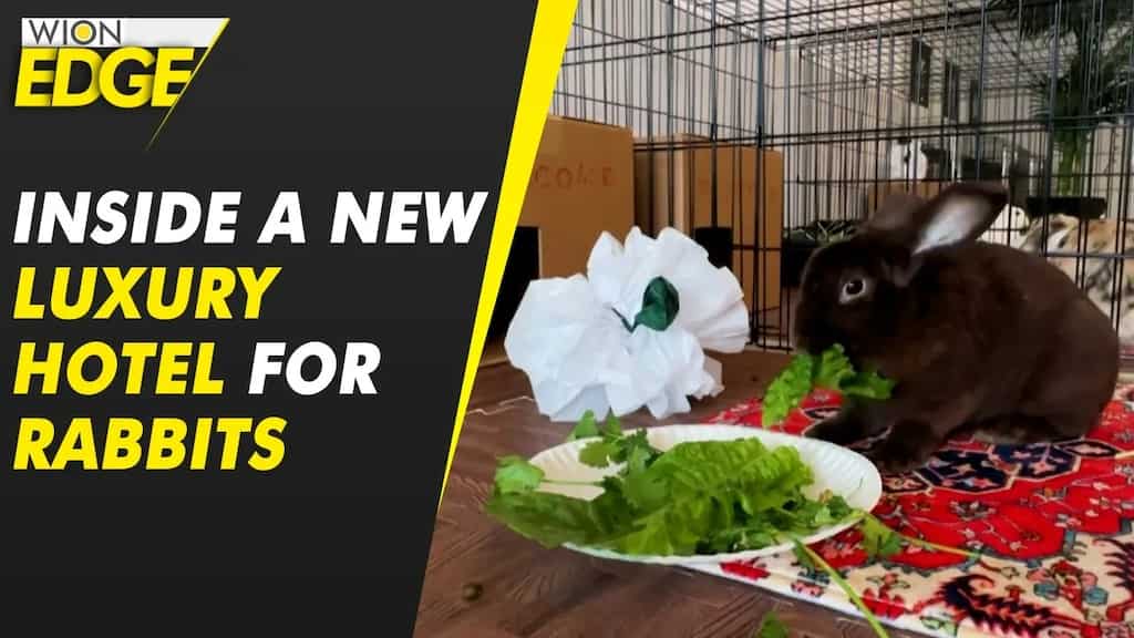 Have a look inside Chicago's first luxury bunny hotel