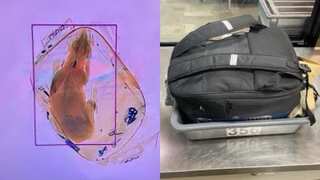 Watch: Airport X-ray reveals dog stuffed in a bag, netizens criticise owner 