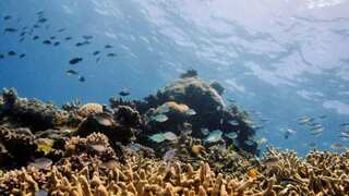 Humanity is 'decimating' marine life, reveals IUCN's updated Red List