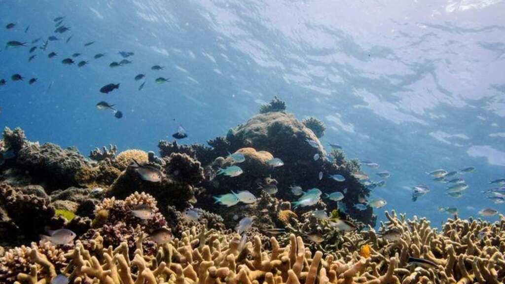 Humanity is 'decimating' marine life, reveals IUCN's updated Red List