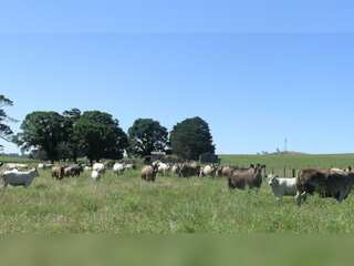 Drought threatening Wheat, Corn & Soy in Argentina as all key crops end up as animal feed