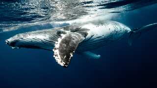 'Absolutely amazing...but also breaks your heart': Moon the humpback whale travels 5000kms with a broken back