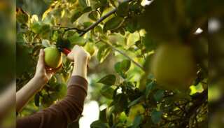 WION Climate Tracker | Israel: Farmers using flying robots to harvest their produce