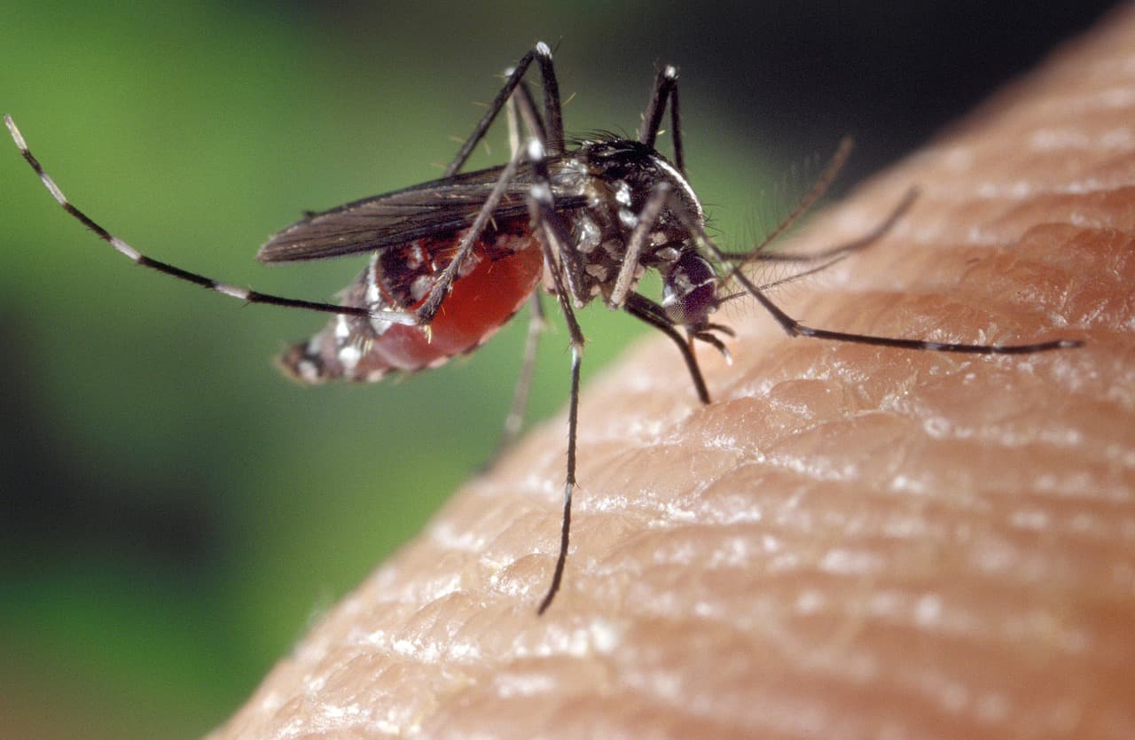 Zika virus alert! Karnataka reported its first case; what precautions you must take?