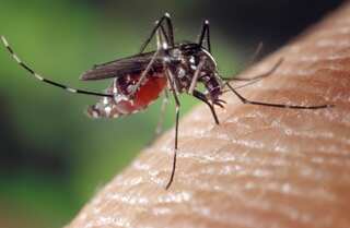 Zika virus alert! Karnataka reported its first case; what precautions you must take?