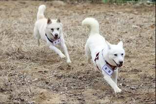 Two dogs gifted by Kim Jong Un to South Korea end up in zoo. Here's why
