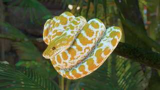 Snakes have clitorises, claim scientists in new research slamming all taboos around female genitalia 