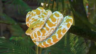 Snakes have clitorises, claim scientists in new research slamming all taboos around female genitalia 
