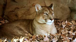'Brad Pitt' mountain lion that killed a chihuahua in Hollywood hills captured