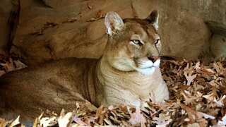 'Brad Pitt' mountain lion that killed a chihuahua in Hollywood hills captured