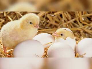 WION Dispatch: Israeli startup breeds hens which only lay female eggs