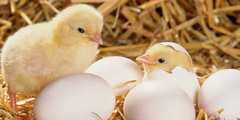 WION Dispatch: Israeli startup breeds hens which only lay female eggs