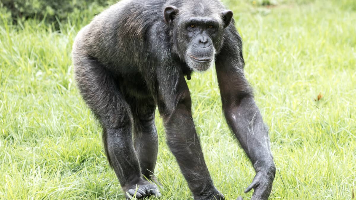 Sweden: Chimpanzees escape from zoo, three shot dead, one injured; probe launched