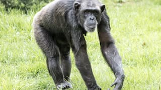 Sweden: Chimpanzees escape from zoo, three shot dead, one injured; probe launched