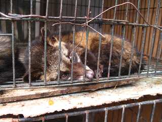 China's return to wildlife farming can risk global health