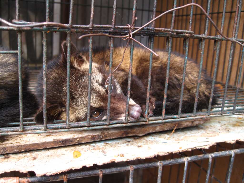 China's return to wildlife farming can risk global health