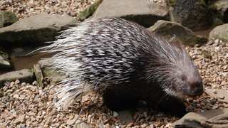 New risk to public health and biodiversity if China eases post-Covid restrictions on wildlife farming