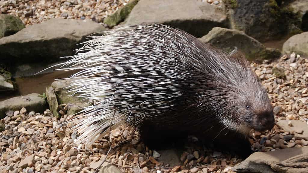 New risk to public health and biodiversity if China eases post-Covid restrictions on wildlife farming