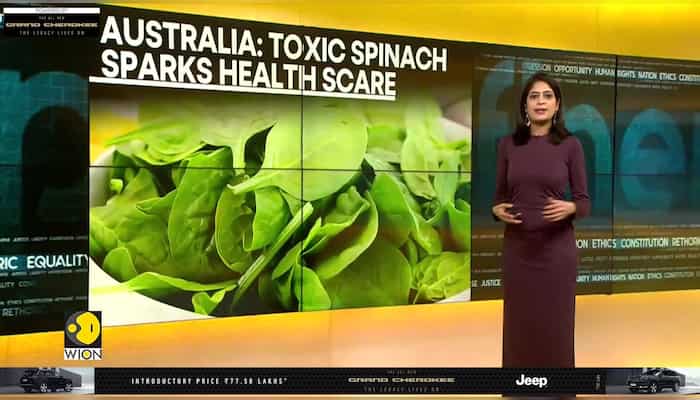 WION Fineprint | Australian spinach causing hallucinations?