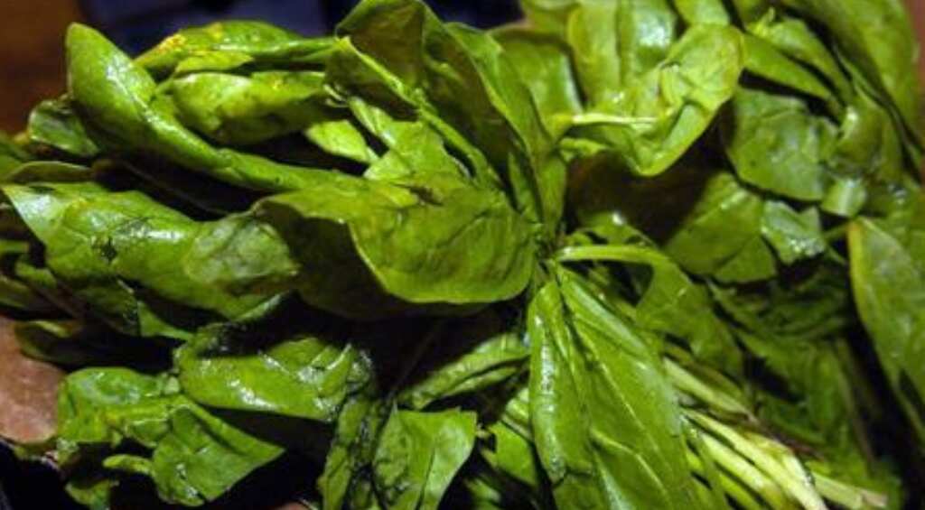 Spinach poisoning sparks health scare in Australia, people suffer sickness, hallucinations