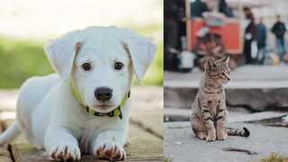 Not for sale!: New York bans sale of cats, dogs and rabbits in pet stores to fight 'puppy mills'