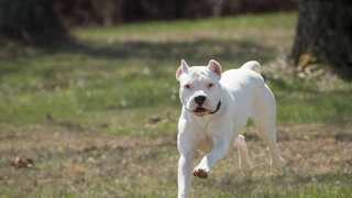 We want DOG, not money: Three men kidnapped dog owner in ransom for his Dogo Argentino dog