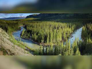 WION Climate Tracker: Boreal forest sees sharp decline in Reindeer population