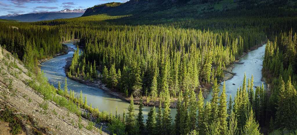 WION Climate Tracker: Boreal forest sees sharp decline in Reindeer population